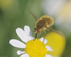 Bombylius minor
