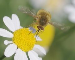 Bombylius minor