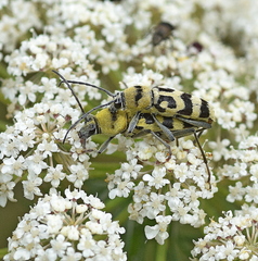 Chlorophorus varius