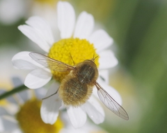 Bombylius minor