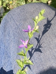 Triodanis lamprosperma