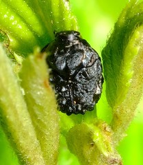 Neochlamisus gibbosus