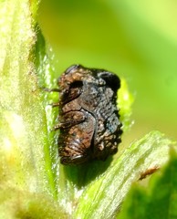 Neochlamisus gibbosus