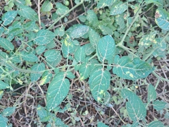 Solanum pimpinellifolium