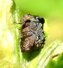 Neochlamisus gibbosus