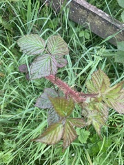 Rubus tuberculatus