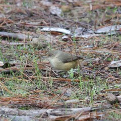 Acanthiza reguloides australis