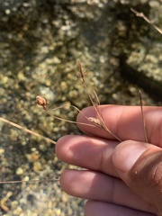 Fimbristylis thermalis