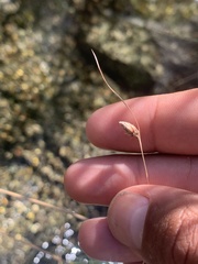 Fimbristylis thermalis