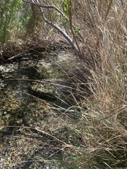 Fimbristylis thermalis