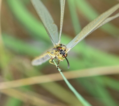 Myrmecaelurus trigrammus