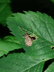 Otiorhynchus singularis