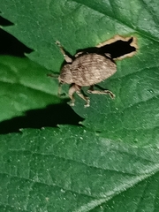 Otiorhynchus singularis