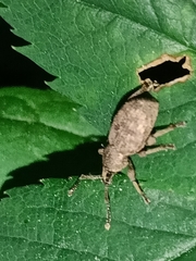 Otiorhynchus singularis