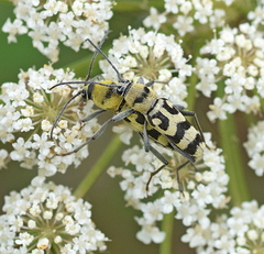 Chlorophorus varius