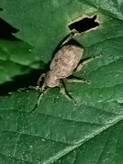 Otiorhynchus singularis