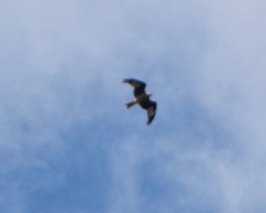 Milvus milvus