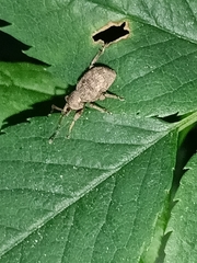 Otiorhynchus singularis