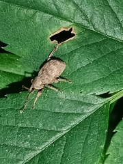 Otiorhynchus singularis