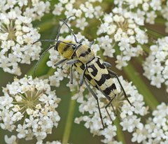 Chlorophorus varius