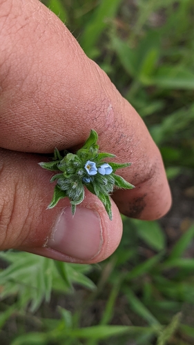Image of Lappula redowskii by (c) Esben Kjaer, some rights reserved (CC BY)