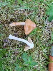 Pseudosperma rimosum