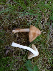 Pseudosperma rimosum