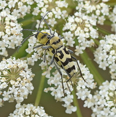 Chlorophorus varius