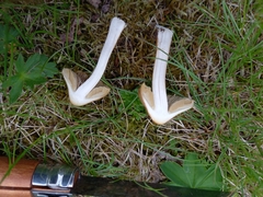 Pseudosperma rimosum