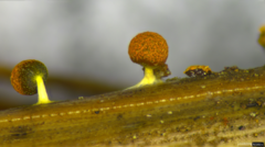 Physarum melleum