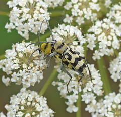 Chlorophorus varius