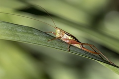Conocephalus semivittatus