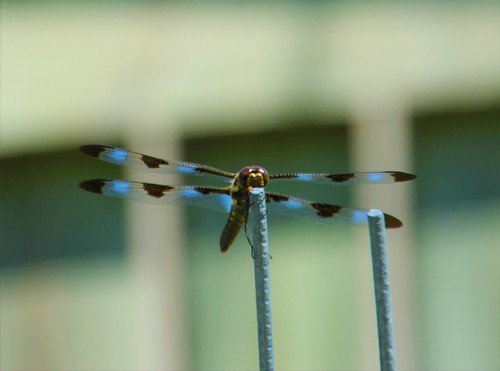 Twelve-spotted Skimmer photographed in North Dakota
