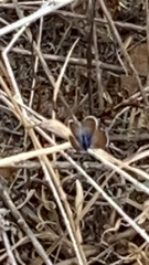 Brephidium exilis
