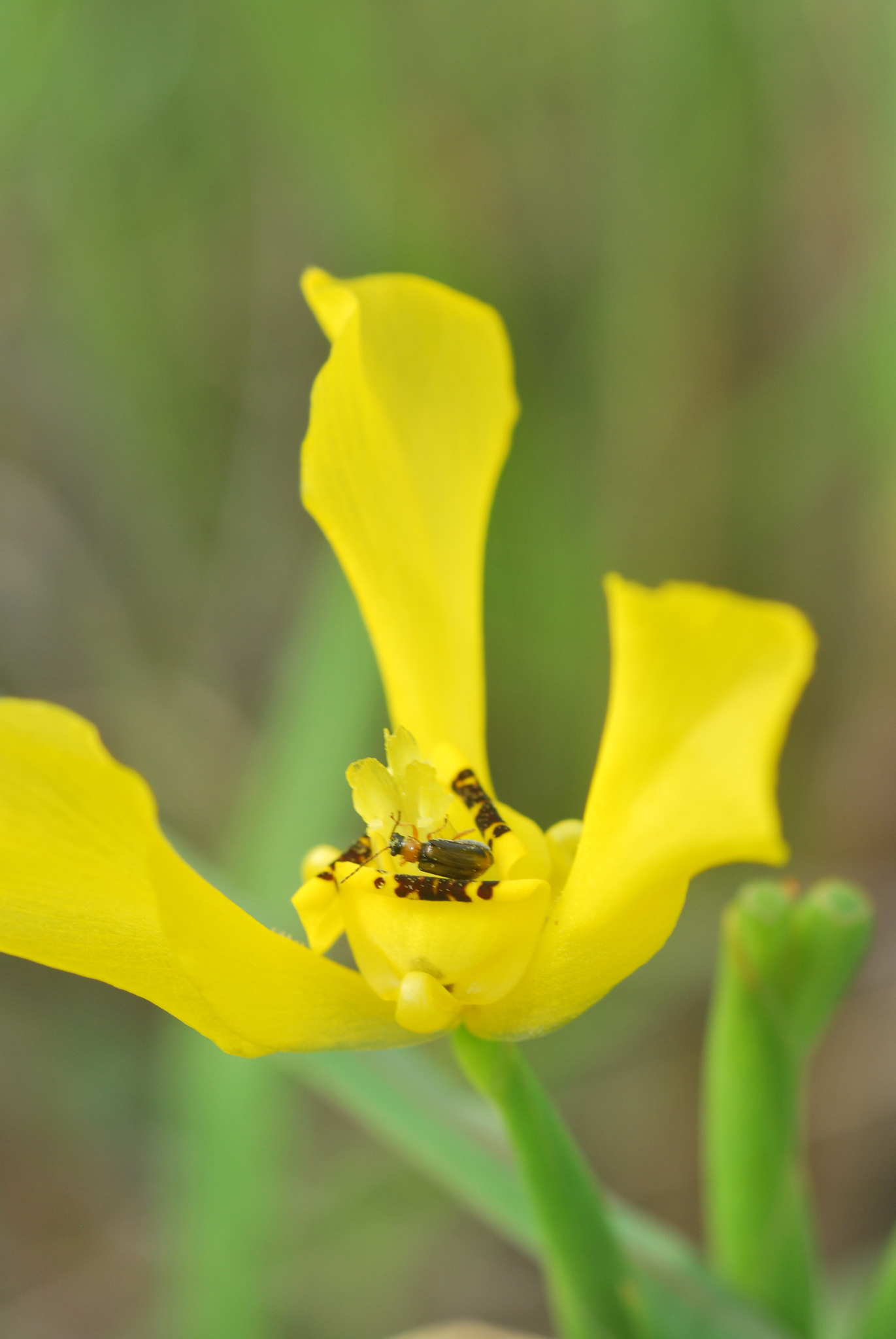 Cipura xanthomelas