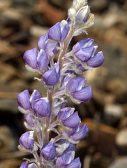 Lupinus argenteus palmeri