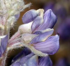 Lupinus argenteus palmeri