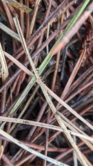 Physarum melleum