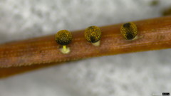 Physarum melleum