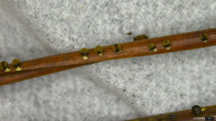 Physarum melleum
