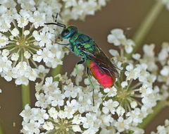 Chrysis clarinicollis