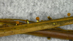 Physarum melleum