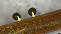 Physarum melleum