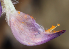 Lupinus argenteus palmeri