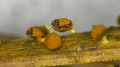 Physarum melleum