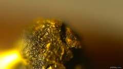 Physarum melleum