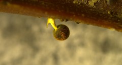 Physarum melleum