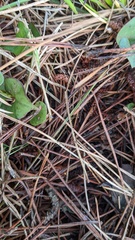 Physarum melleum