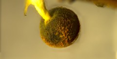 Physarum melleum
