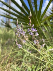 Orbexilum psoralioides